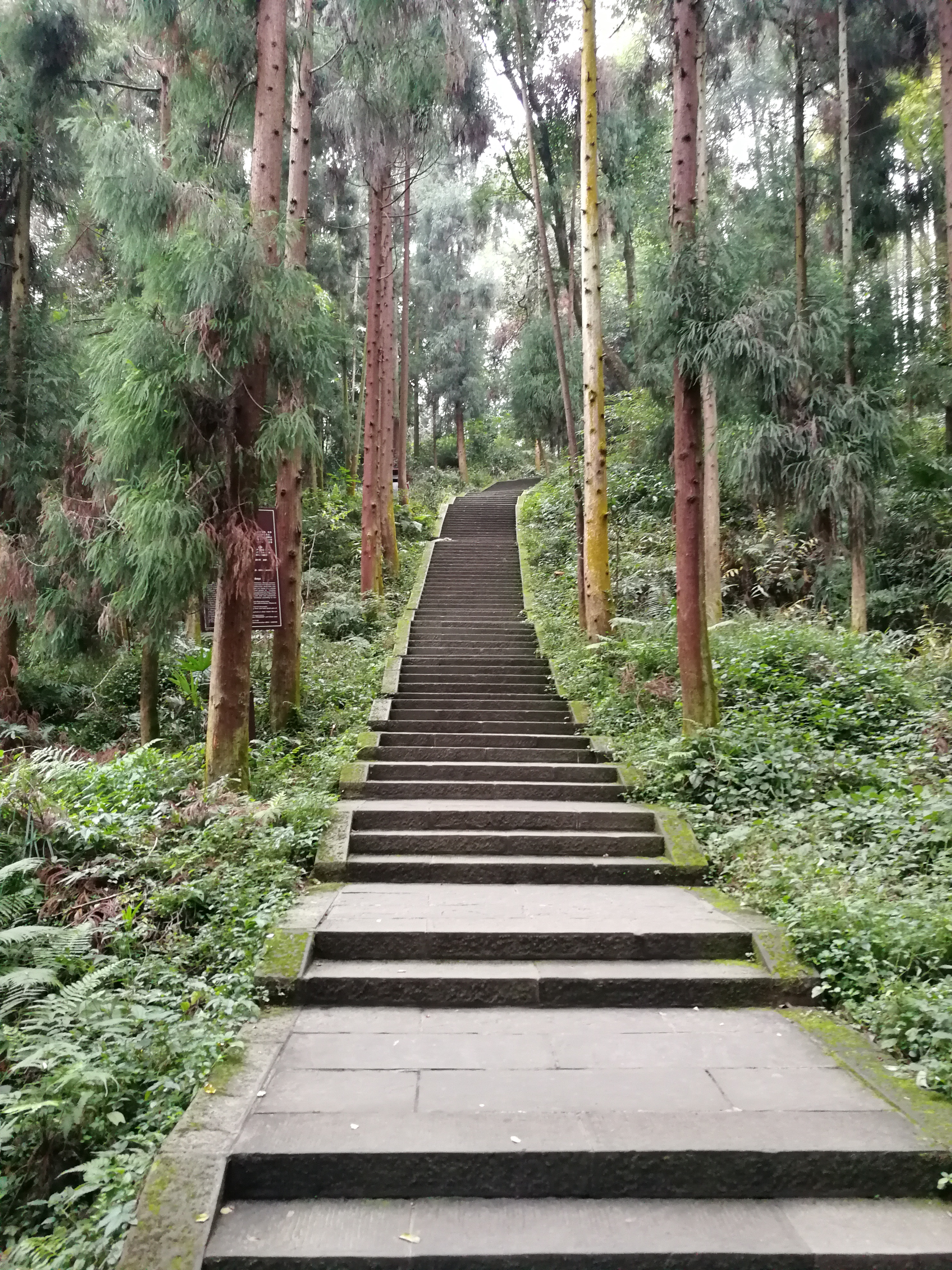 树1