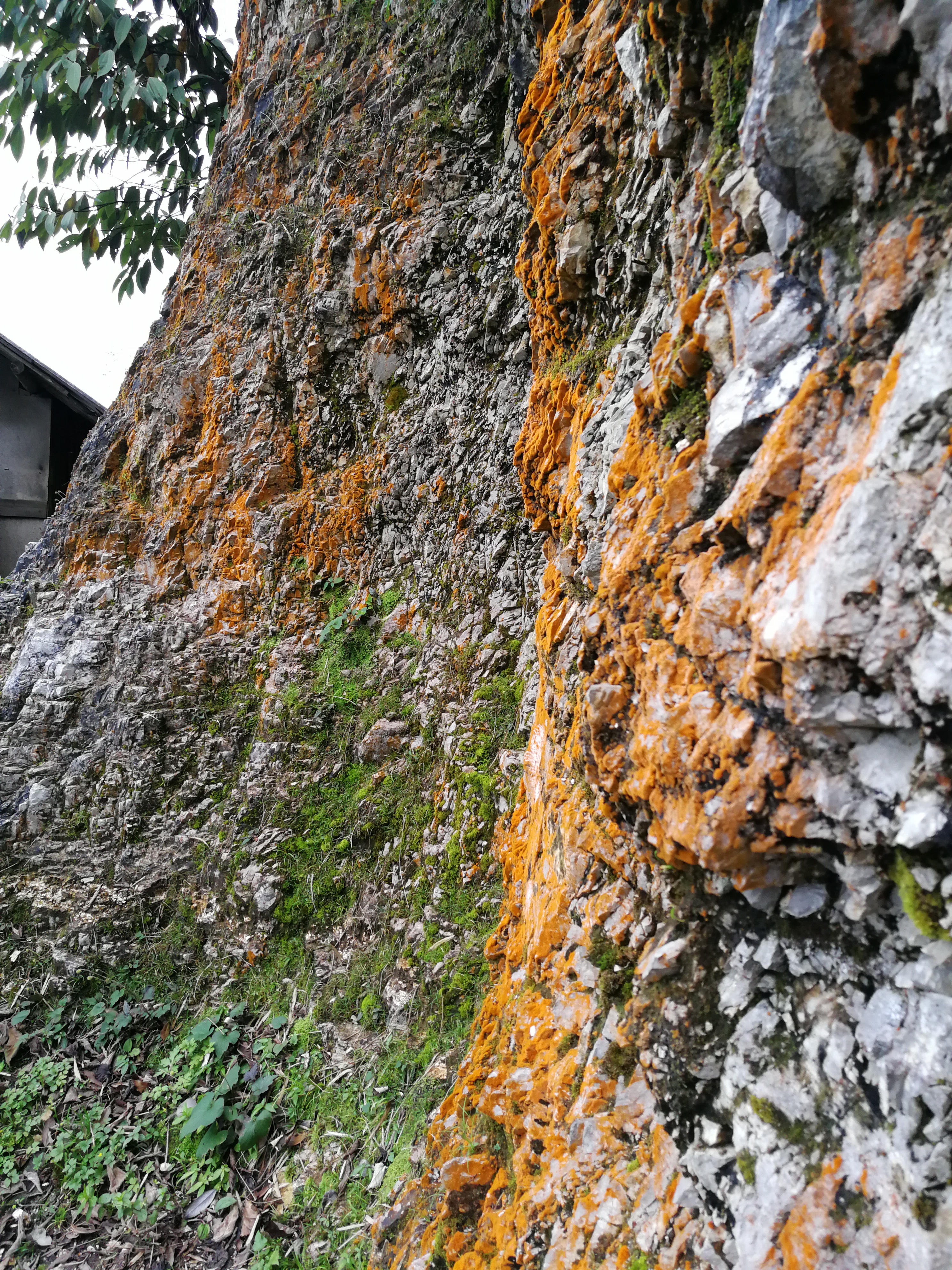 石头苔藓1