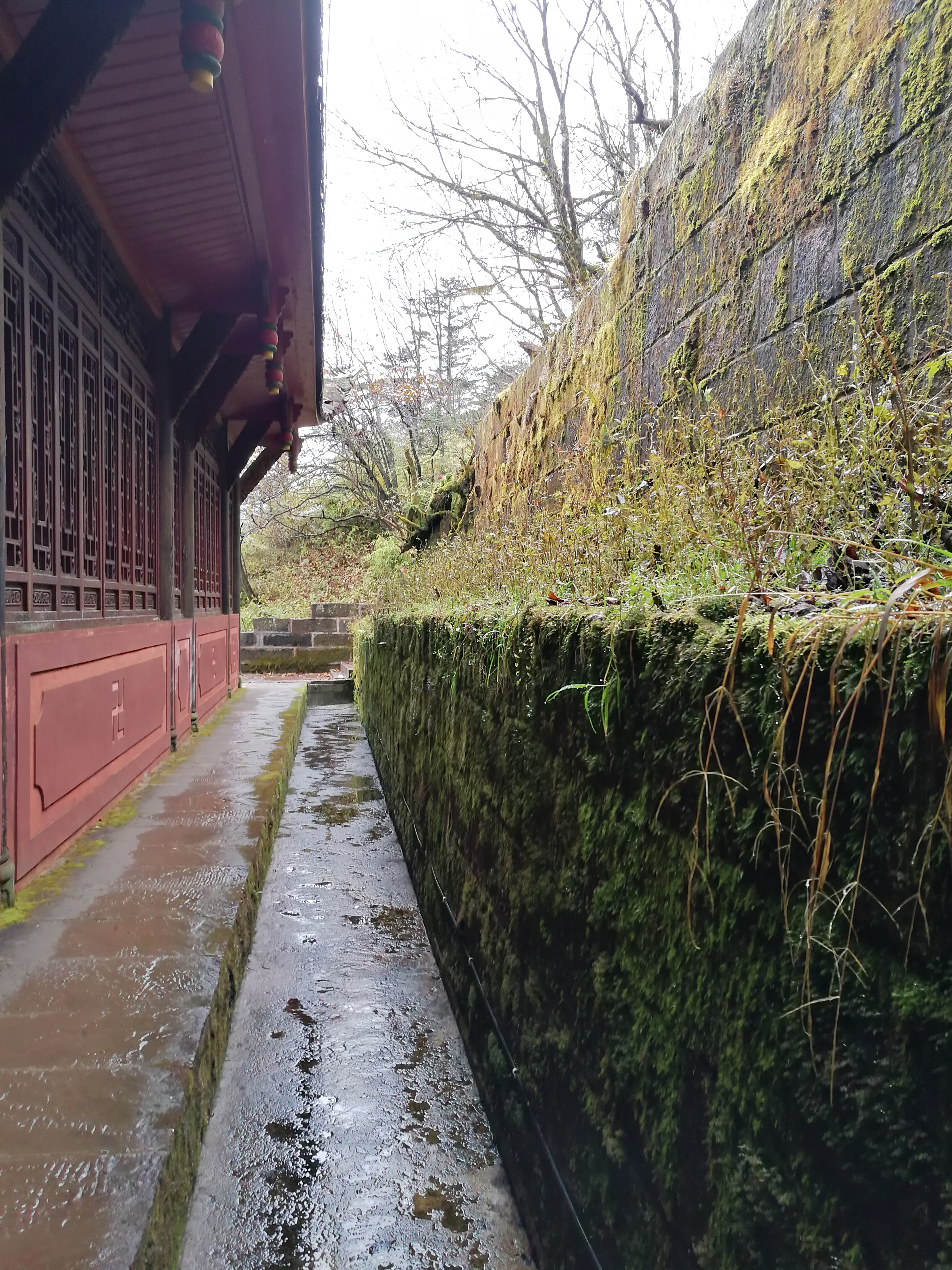 石头苔藓3