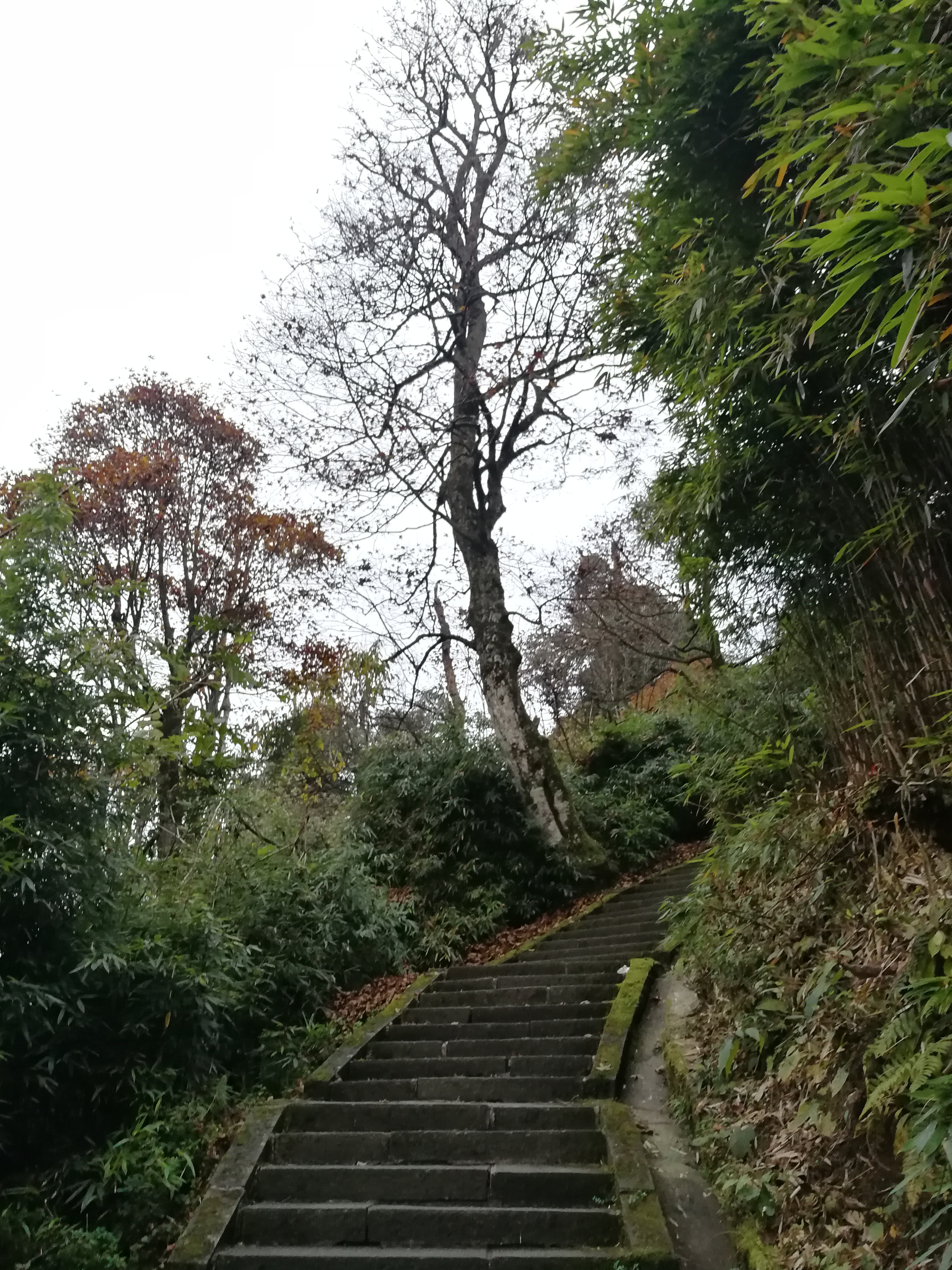 秋意3