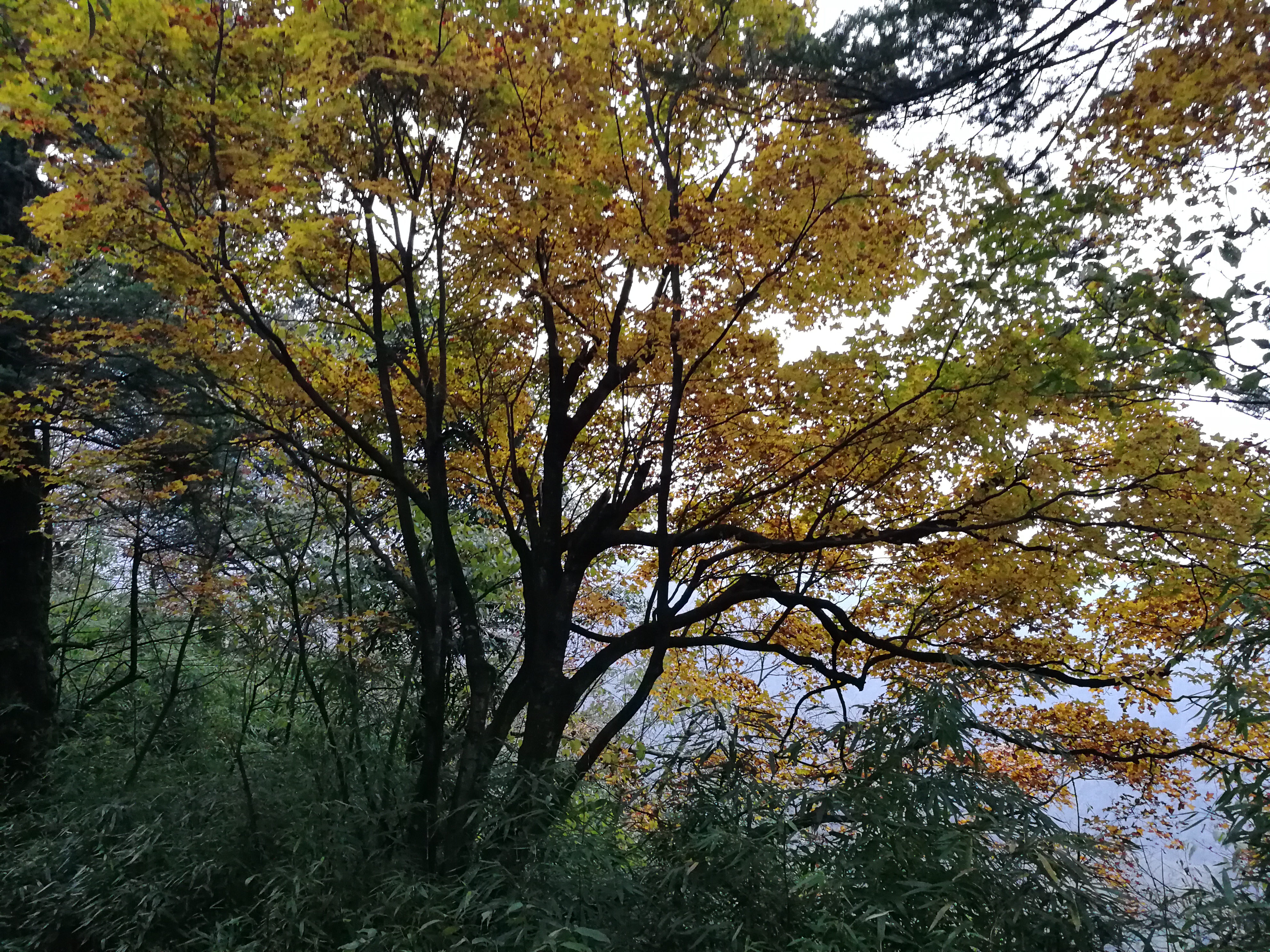 秋意4