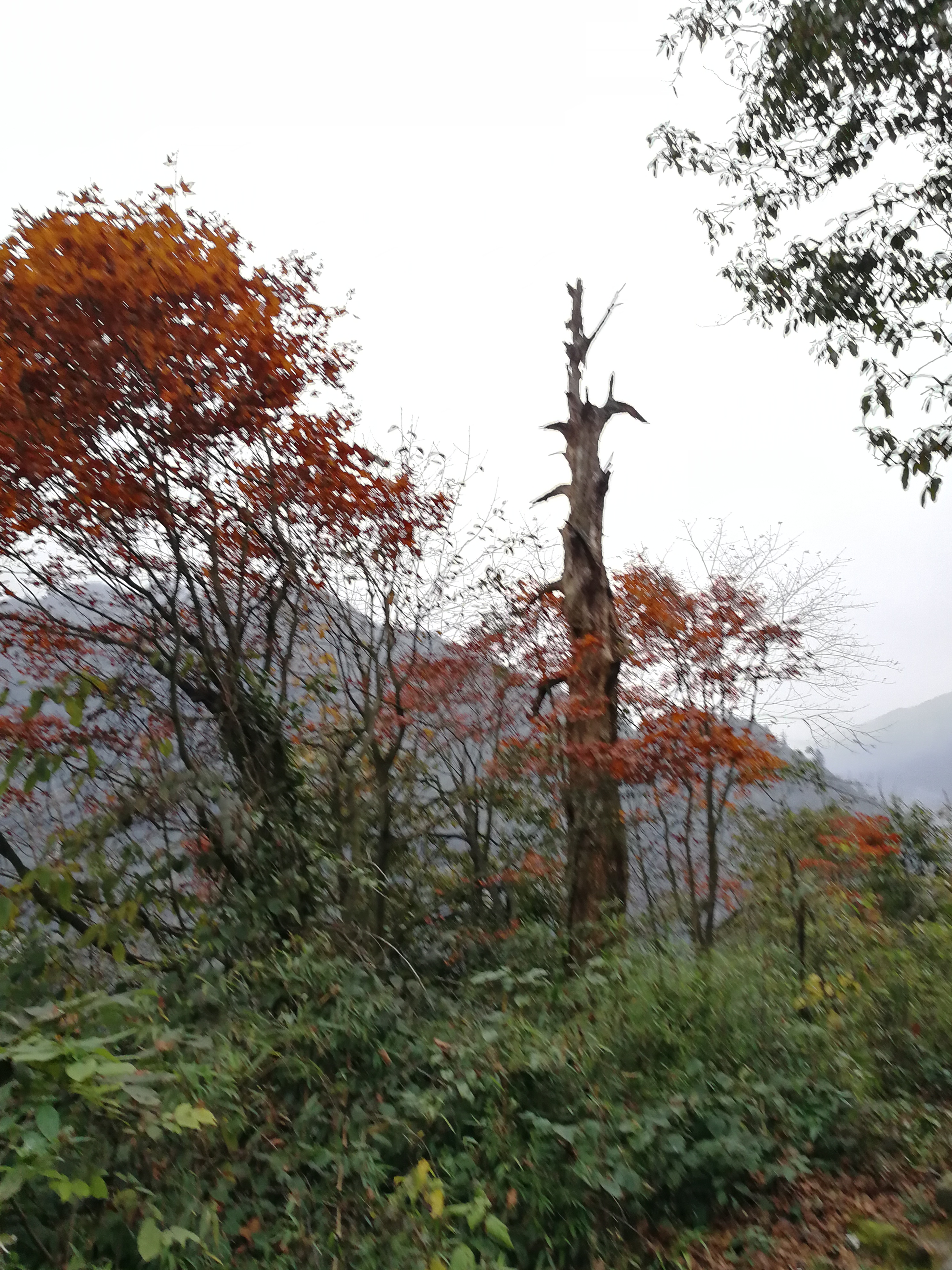 秋意5